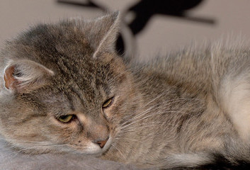 SPOKOJNE ŚWIĘTA CZWORONOG&Oacute;W