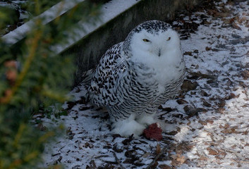 ORIENTARIUM ZAPRASZA