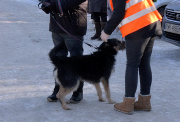 NA SPACER Z PODOPIECZNYM SCHRONISKA