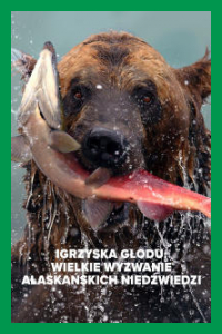 Igrzyska głodu: Wielkie wyzwanie alaskańskich niedźwiedzi