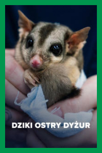 Dziki ostry dyżur
