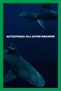 Autostrada dla super-rekinów