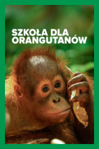 Szkoła dla orangutanów 3