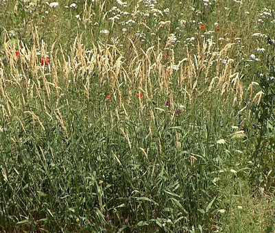 Łąki kwietne - dlaczego jest ich w Łodezi coraz więcej ?