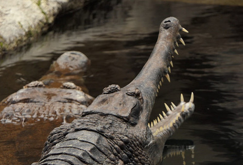 Wizyta w strefie Wysp Sundajskich, spotkanie z krokodylami gawialowymi.