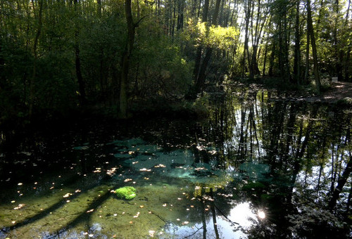 Zieleń dla klimatu