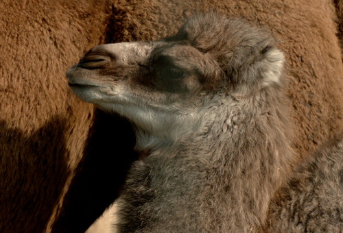 Baby boom w ZOO Borysew_odc_10_a