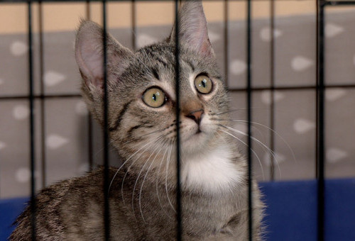 Koty. kotki. koteczki - łódzkie mruczki polecają się do adopcji