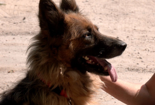 Cztery łapy 30.08.2025