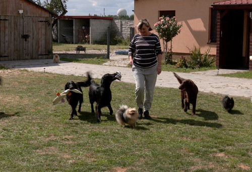 Miłośnicy psów  i dogoterapeuci opowiadająa o swojej pasji i czworonożnych podopiecznych
