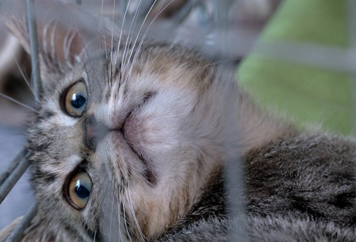 Cztery łapy 20.09.2025