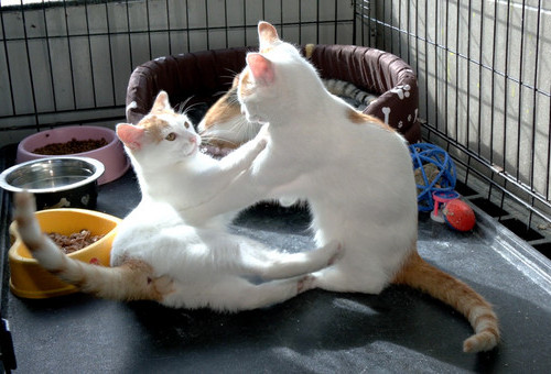 Kocięta, koty dorosłe oraz szczeniaki ze Schroniska Medor szukają nowych domów