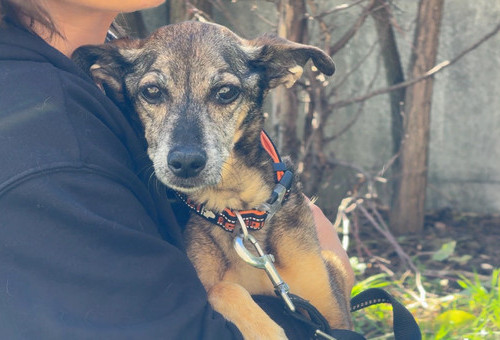 Cztery łapy 04.10.2025