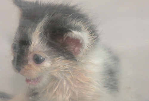 Koty, które nie proszą o ratunek