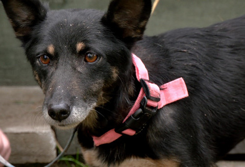 Czworonogi z Psiakowa czekają na kochąjacych opiekunów