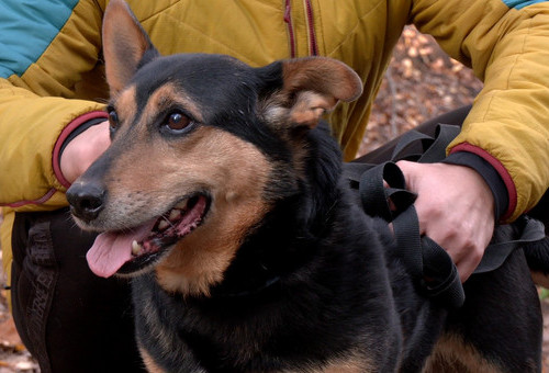 Psiaki ze Schroniska Arkadia w Głownie szukają odpowiedzialnych opiekunów