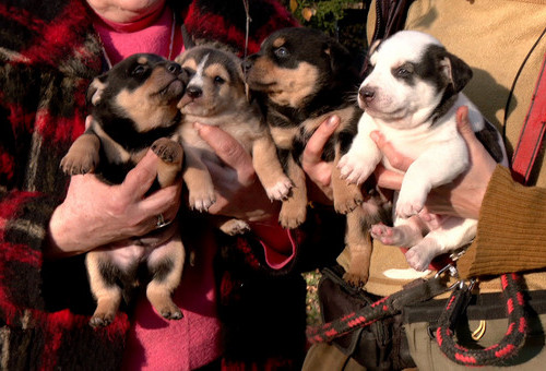 W schronisku Medor na nowy dom czeka kilkanascie szczeniąt.