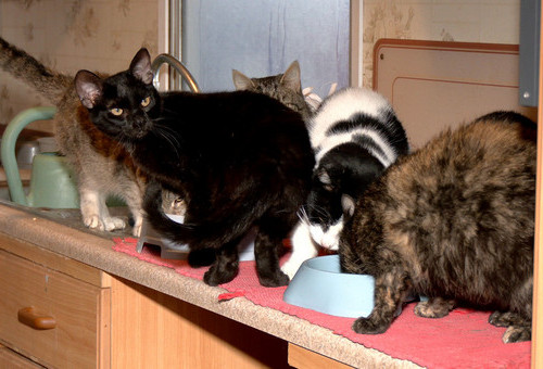 Szukamy kochających opiekunów dla kotów, które przebywaja w Centrum Zwierzak