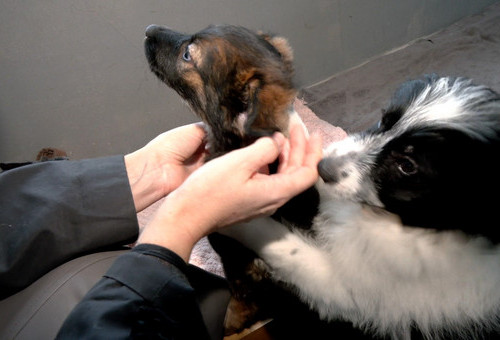 Cztery łapy 06.12.2025