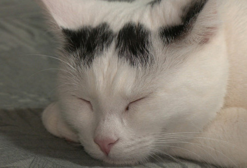 Kocia codzianność mruczków z Fundacji Kicilandia