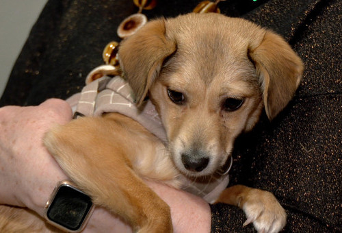 Psy i koty ze Schroniska Medor w Zgierzu marzą o cielym domu i kochających opiekunach