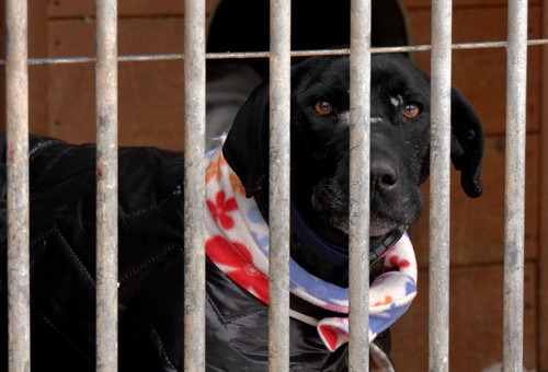 Czworonogi ze Schroniska Arkadia  czekają na kochąjacych opiekunów i ciepłe domy