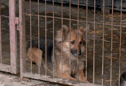 Czworonogi ze Schroniska Medor w Zgierzu szukaja kochających opiekun&oacute;w  i ciepłych dom&oacute;w