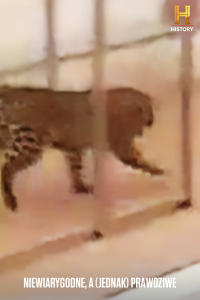 Niewiarygodne, a (jednak) prawdziwe, odc. 2