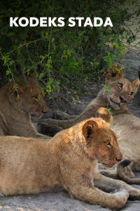 Kodeks stada, odc. 1