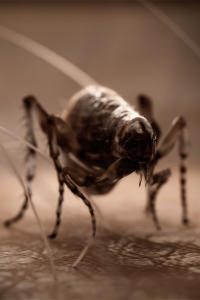 Czarna śmierć: pacjent zero, odc. 2