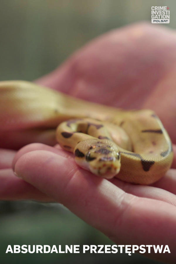 Absurdalne przestępstwa 3, odc. 12