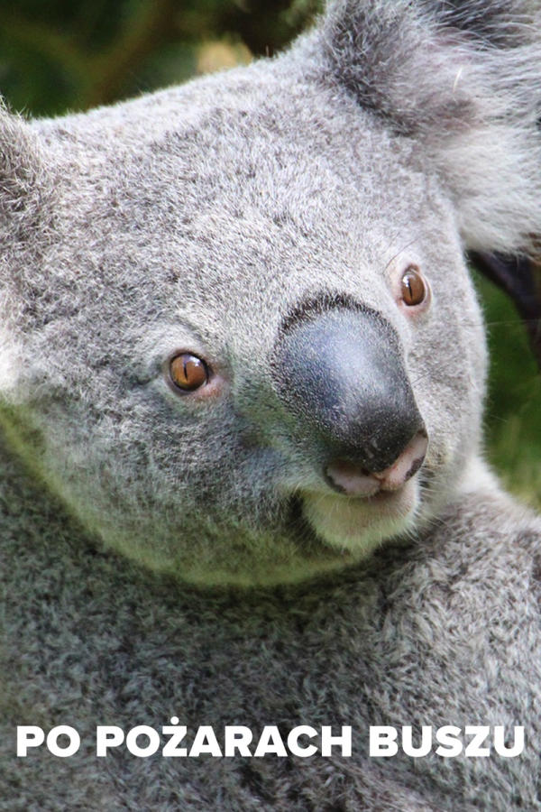 Po pożarach buszu
