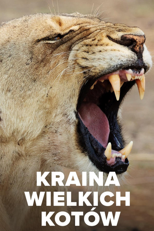 Kraina Wielkich Kotów, odc. 1