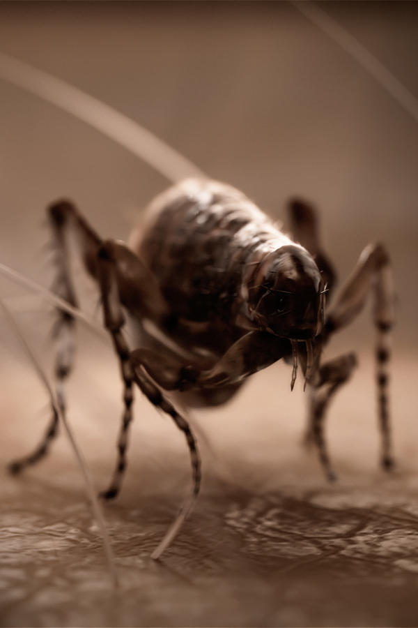 Czarna śmierć: pacjent zero, odc. 1