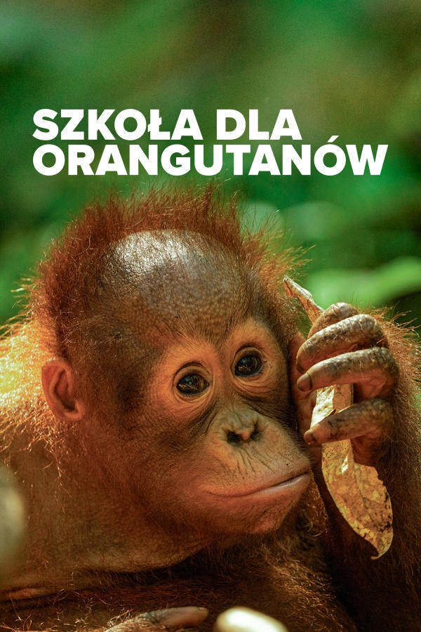 Szkoła dla orangutanów 3, odc. 6